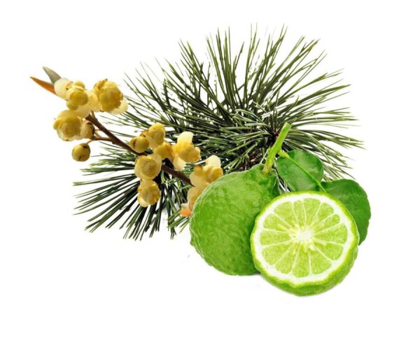 Harvia-Sentiotec Sauna-Duftkonzentrate - 100 ml Zirbe-Bergamotte-Litsea cubeba